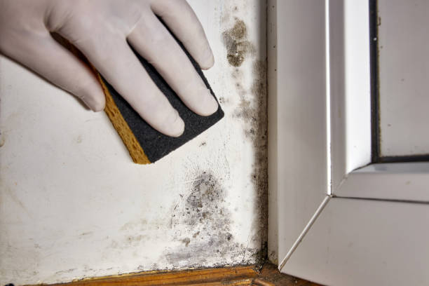 Biohazard Mold Removal in Ronceverte, WV